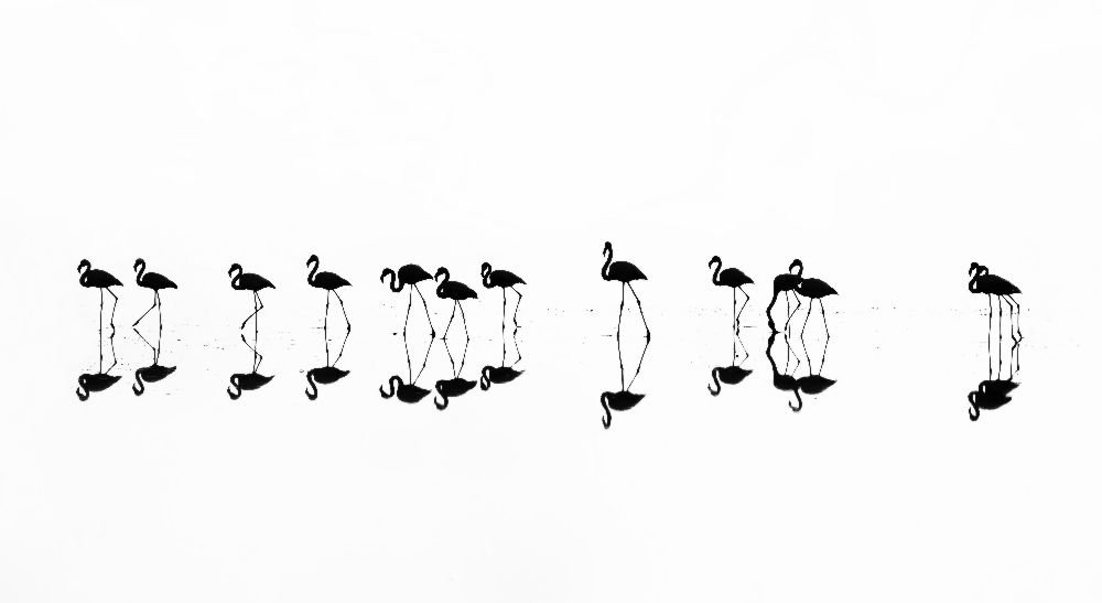 flamingo reflections a Xenophon Mantinios