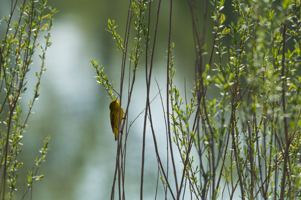 Singer by the lake a Xiang yang Cui