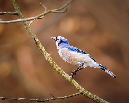 Blue Jay