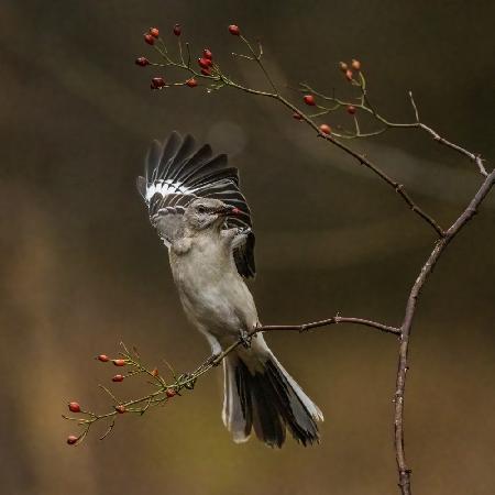 Bird - Northern Mockingbird