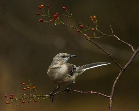 Bird - Northern Mockingbird
