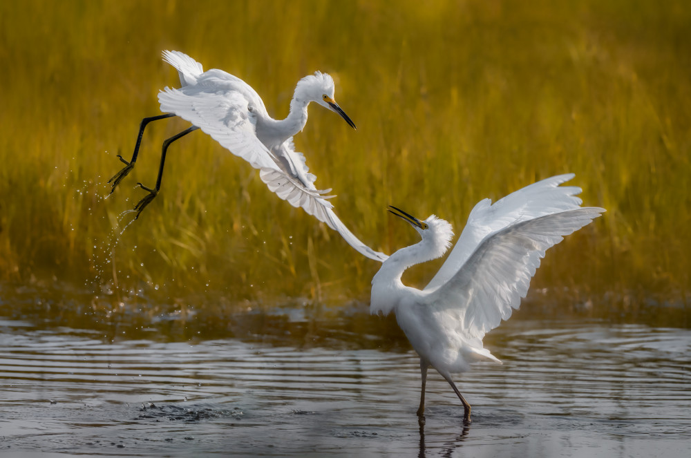 Two fighting snowy egrets a Xiaobing Tian