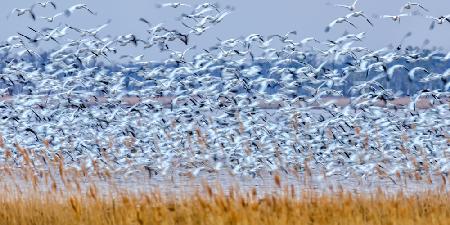 Snow Geese at Dusk