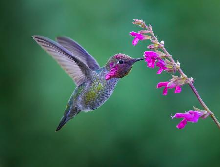 Vibrant Magenta Harmony