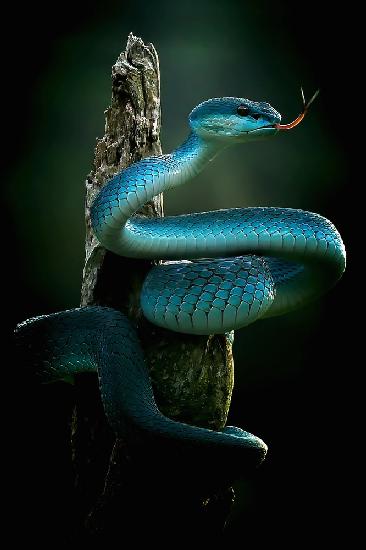 &quot;The Blue Pit Viper is very beautiful,&quot;