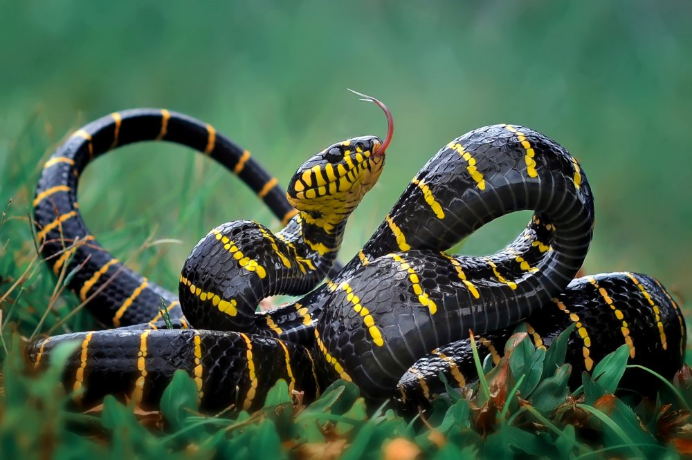 Gold-ringed snake a yan hidayat