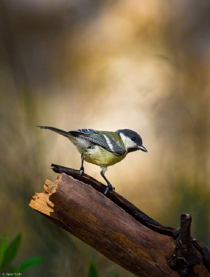 Great Tit