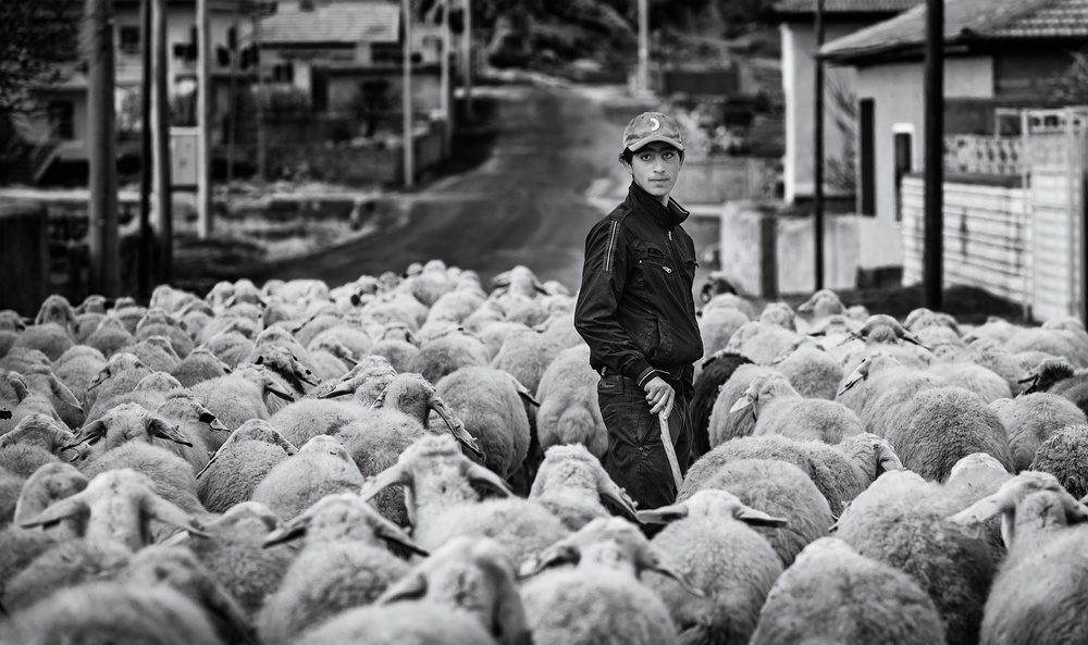 Shepherd Boy a Yavuz Pancareken