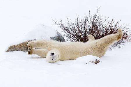 Yoga Exercise