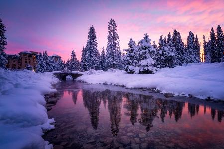 Winter Forest