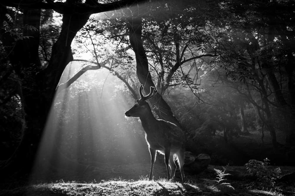 Light and Deer a Yoshinori Matsui