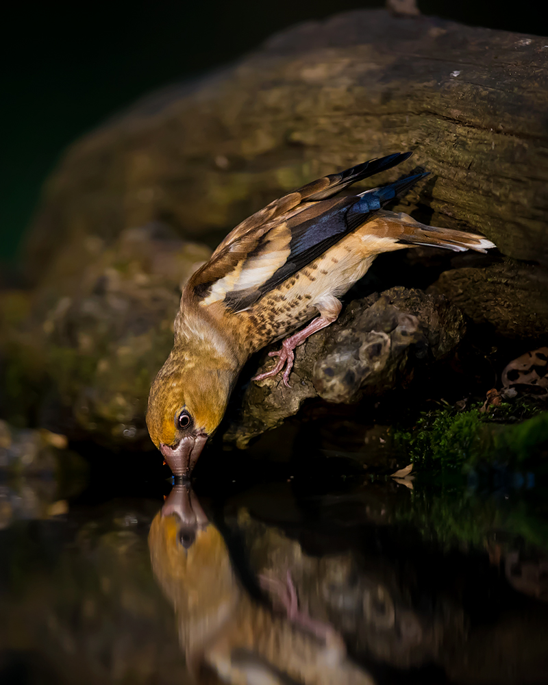 Hawfinch Drinking a Young Feng
