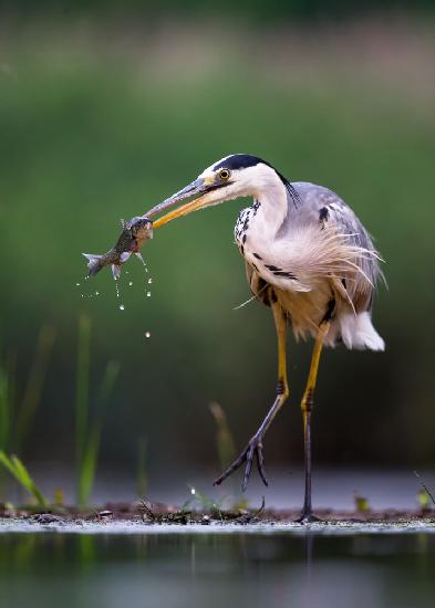 Morning catch