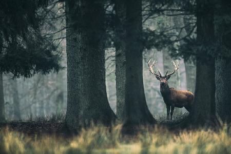 King of the forest