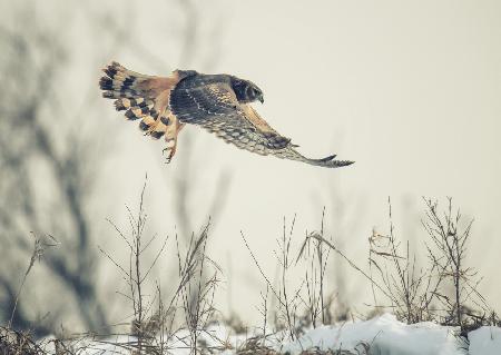 Hen harrier hunting in winter