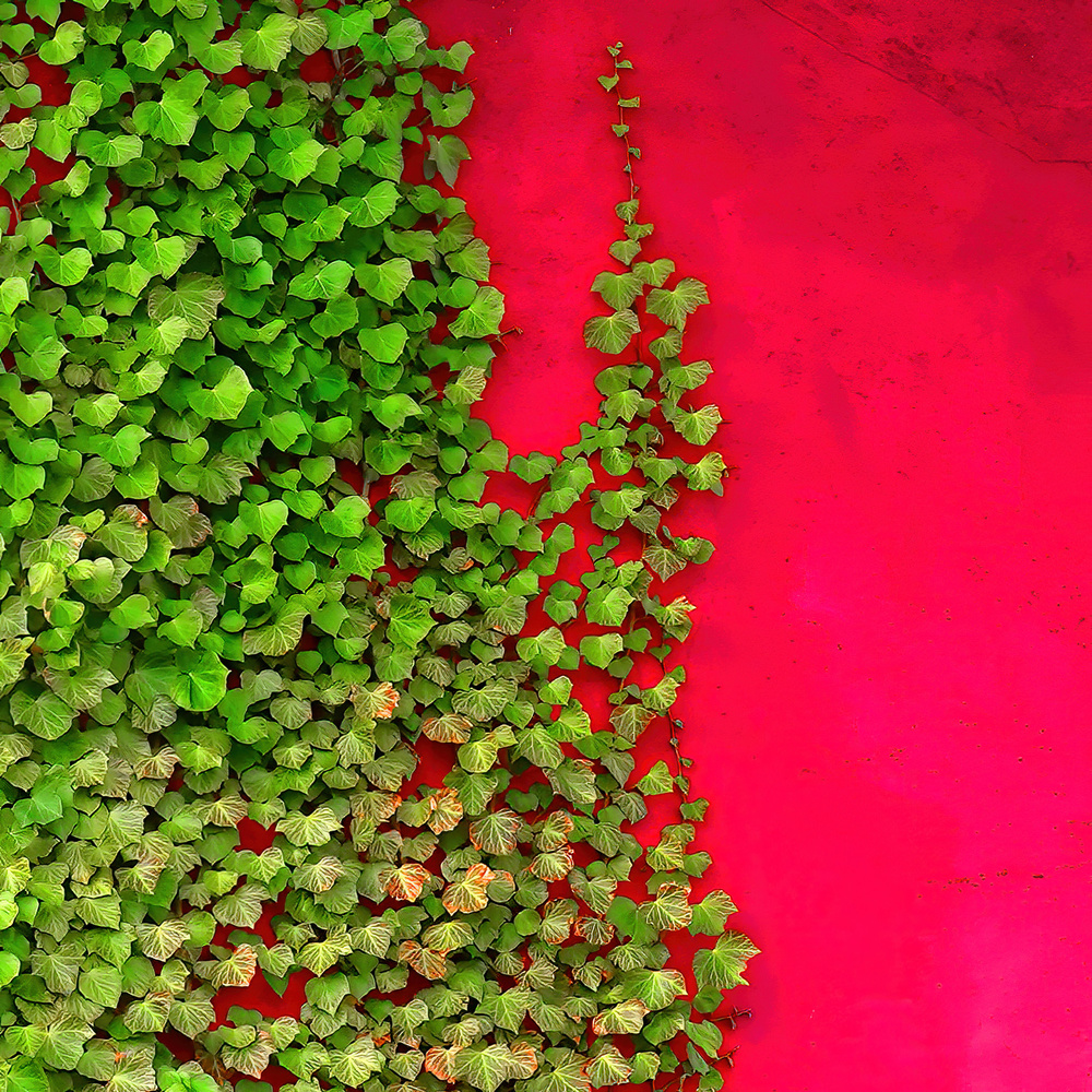 Red with green a Yuan Su