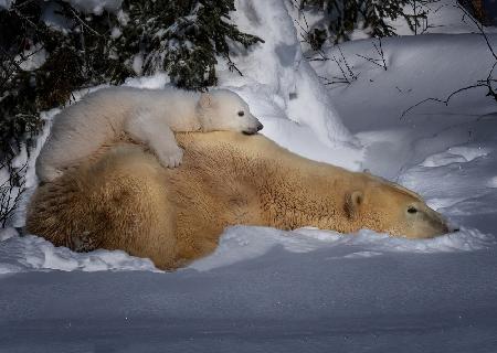 Rest with Mom