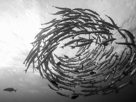 Barracuda Tornado