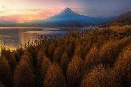 Mt. Fuji in Fall