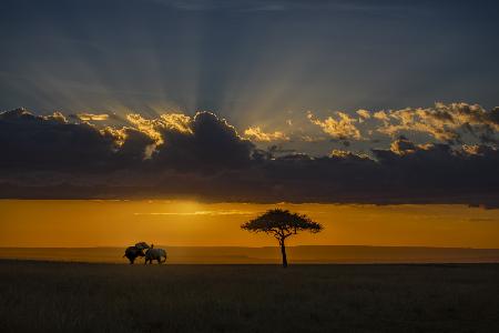 Sunset in Masai Mara