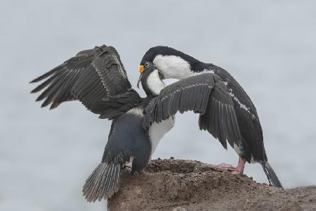 Antarctic Blue-eyed Cormorant Feeding