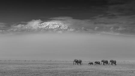Elephant family under Mount Kilimanjaro