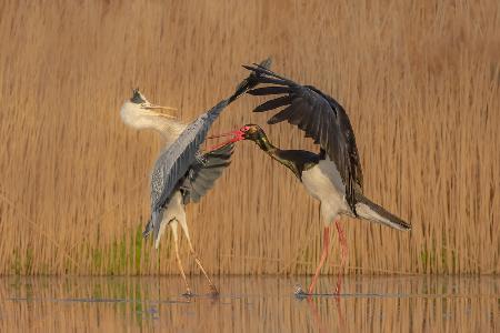 Grey heron fighting with black stork