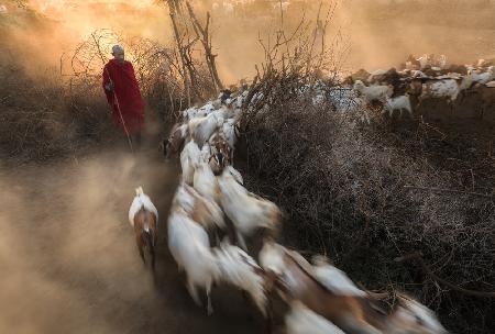 Masai village morning