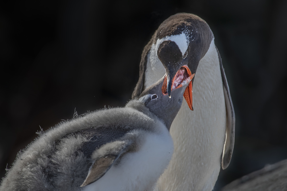 Penguin mom feeding molting baby a Yun Wang