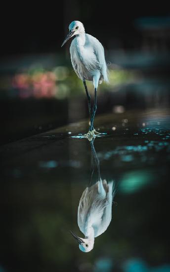 Waterside bird