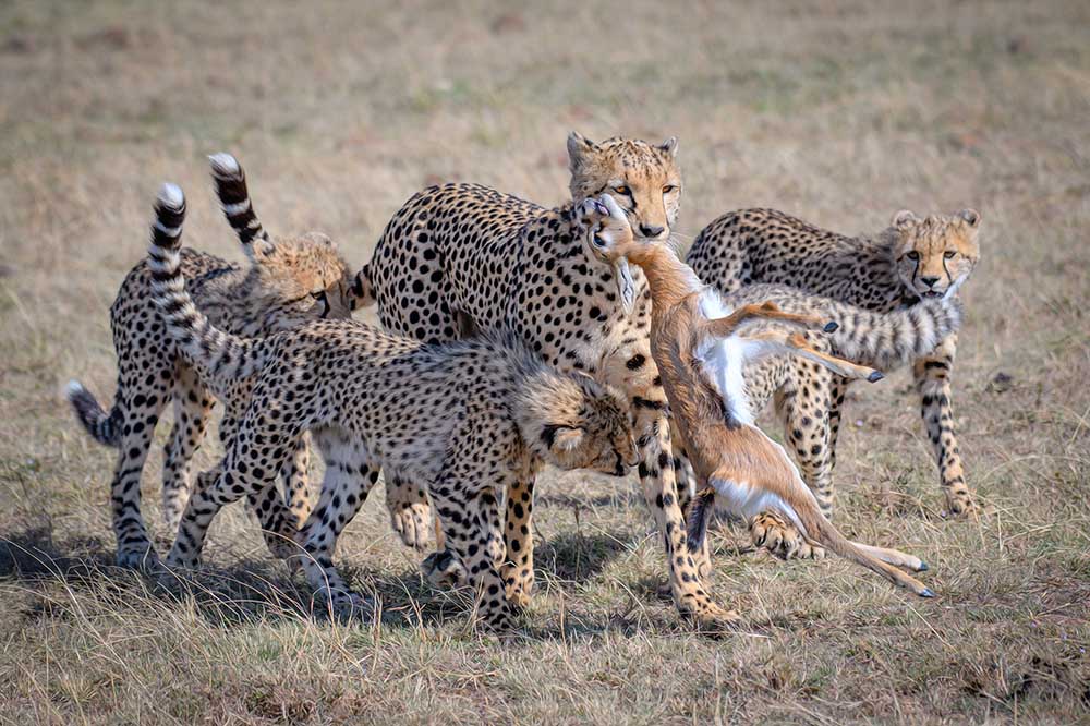 Cheetah Hunting a YY DB