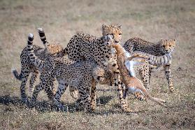 Cheetah Hunting