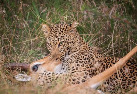 Leopard Hunting