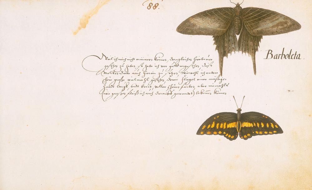 Barboleta. (Falter). Aquarell. Aus dem Tierbuch, fol. 88 r. Entstanden 1634–37 in Brasilien während  a Zacharias Wagner