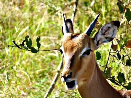 Springbock