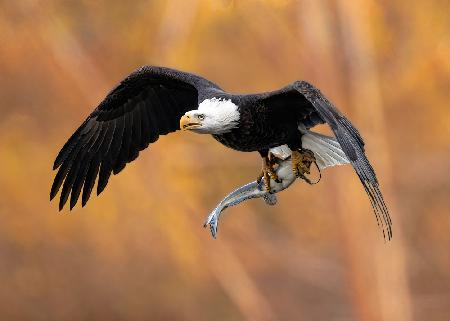 The eagle’s prey in the fall